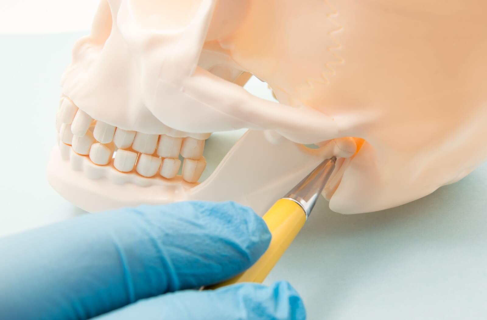 A model of the human skull is shown, with a pen pointing to the temporomandibular joint.